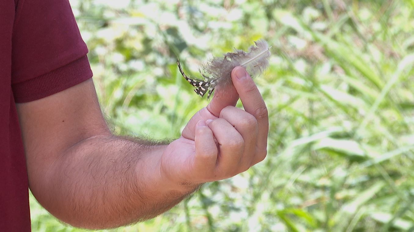 Dono de sítio no interior de SP desiste de criar galinhas após perder 40 em ataques de onç