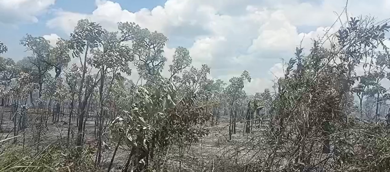 Em 24 horas, bombeiros combatem 6 ocorrências de incêndio no Pantanal