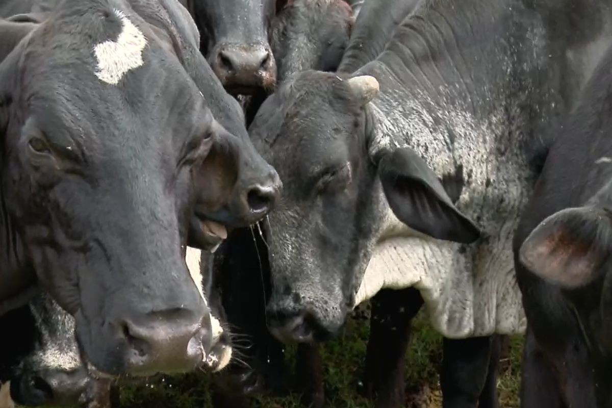 Estresse por Moscas: Prejuízo para Produtores de Leite no Mato Grosso do Sul