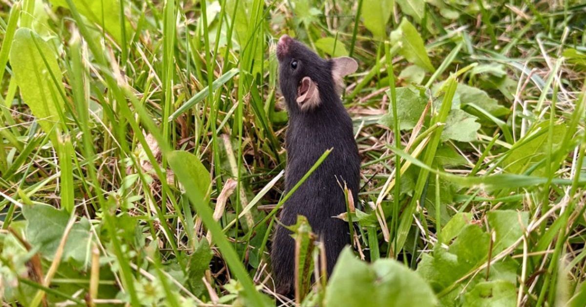 Estudo: vida fora da gaiola “reinicia” o cérebro de ratos de laboratório