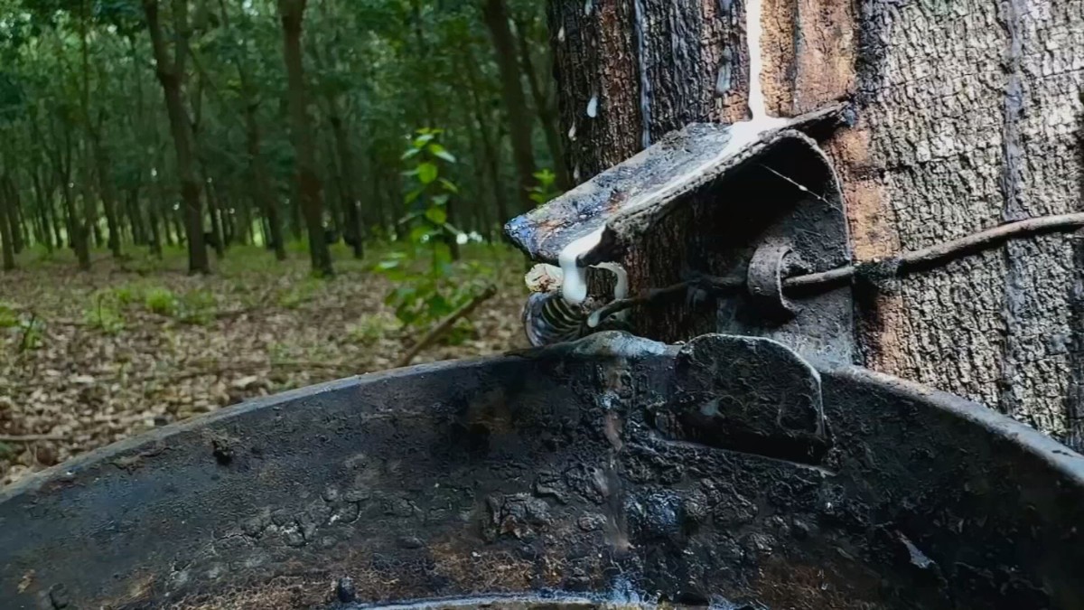 Excesso de Chuva: Cenário Favorável para Produção de Látex em SP?