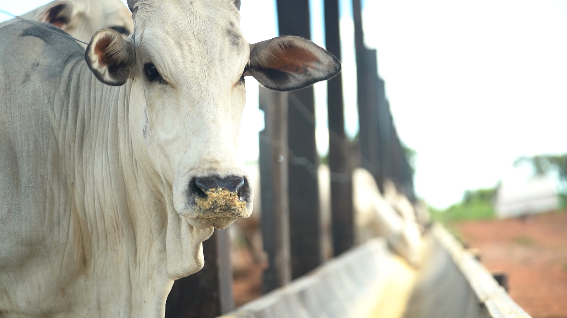 Exportação de Carne Bovina em Perigo: Brasil Pode Sofrer Queda de 10% em 2026