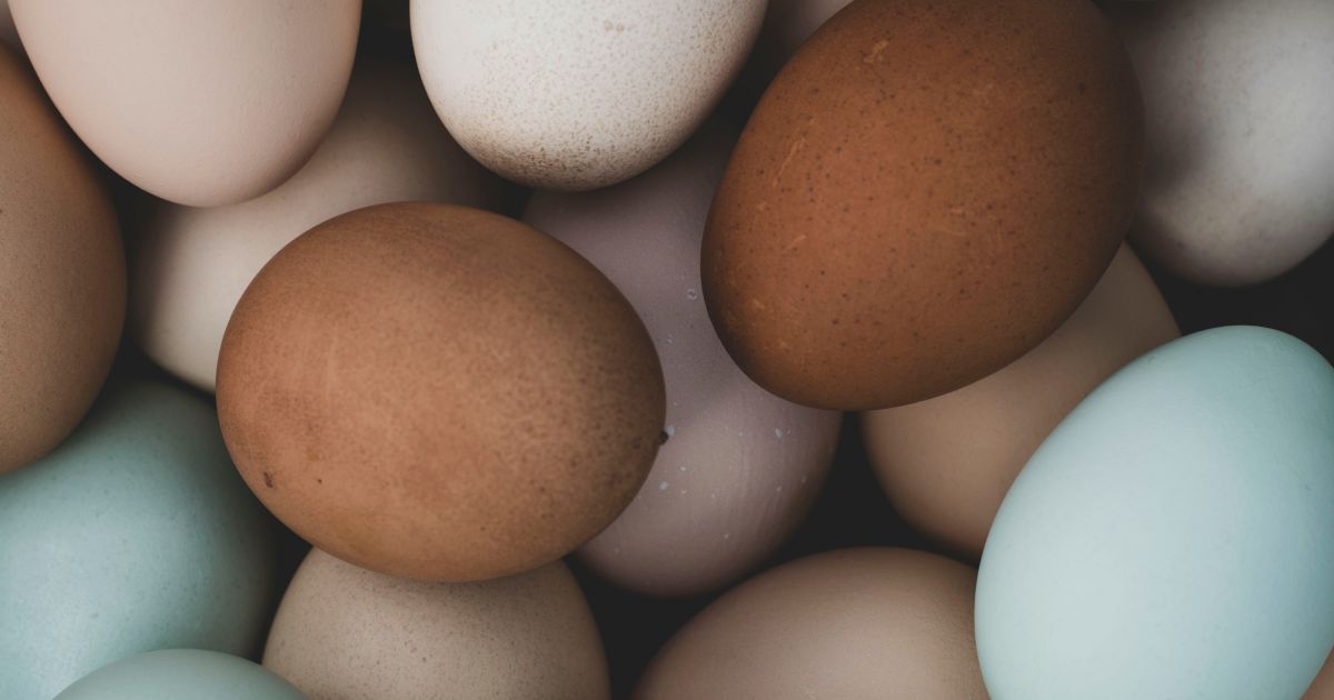 Exportações de ovos do Brasil saltam em 2025 por forte demanda dos EUA