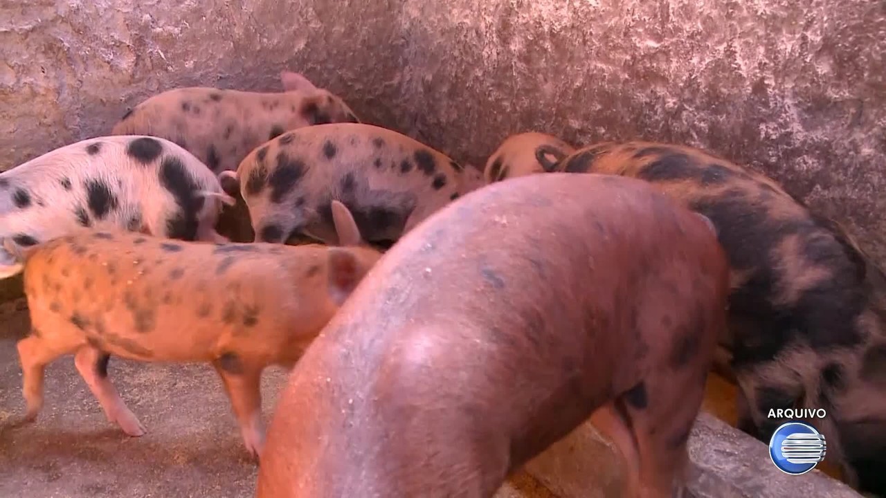 Febre suína: Piauí entra em estado de emergência após caso confirmado; veja sintomas