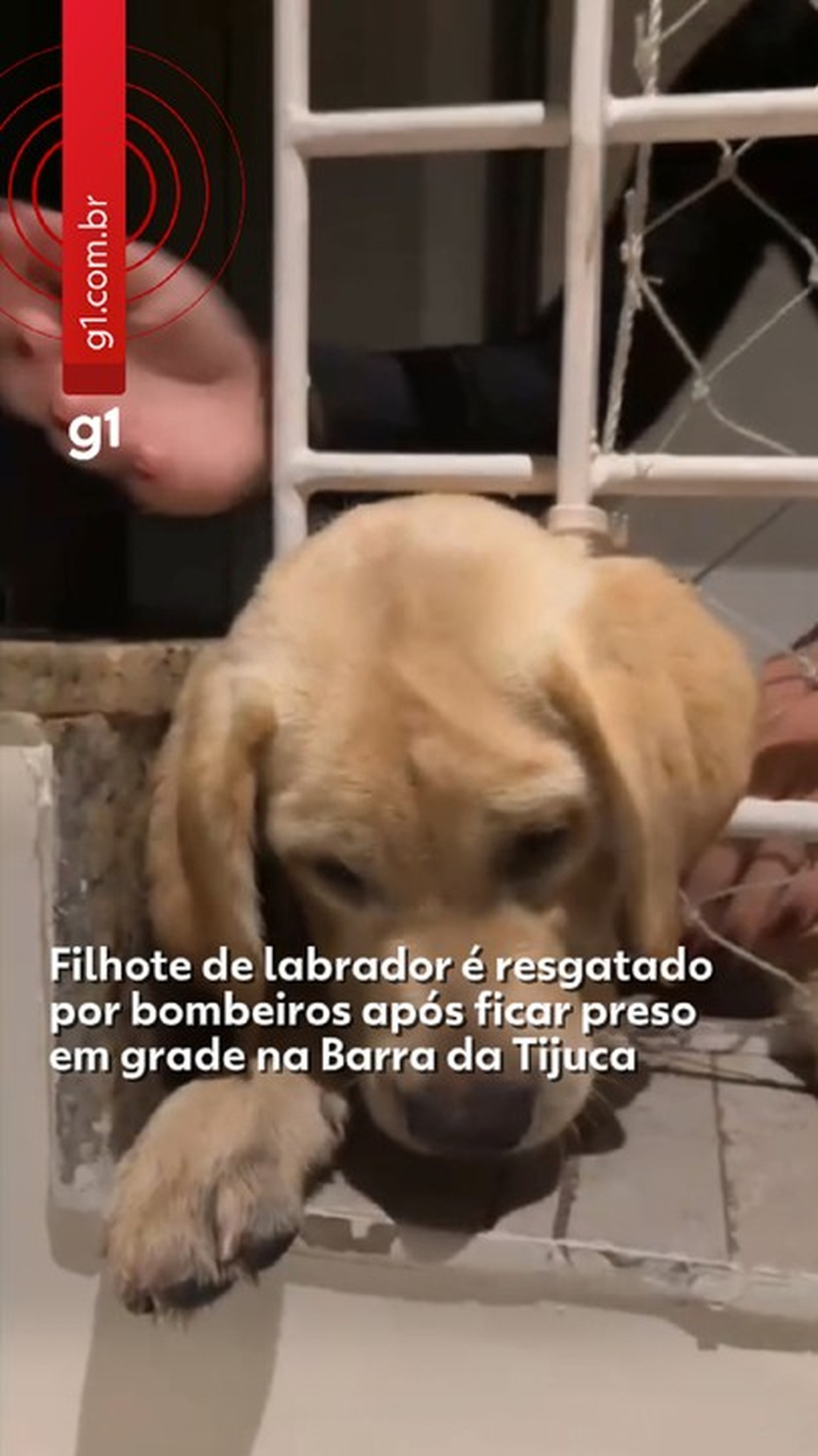 Filhote de labrador fica preso em grade é resgatado por bombeiros na Barra da Tijuca; VÍDE