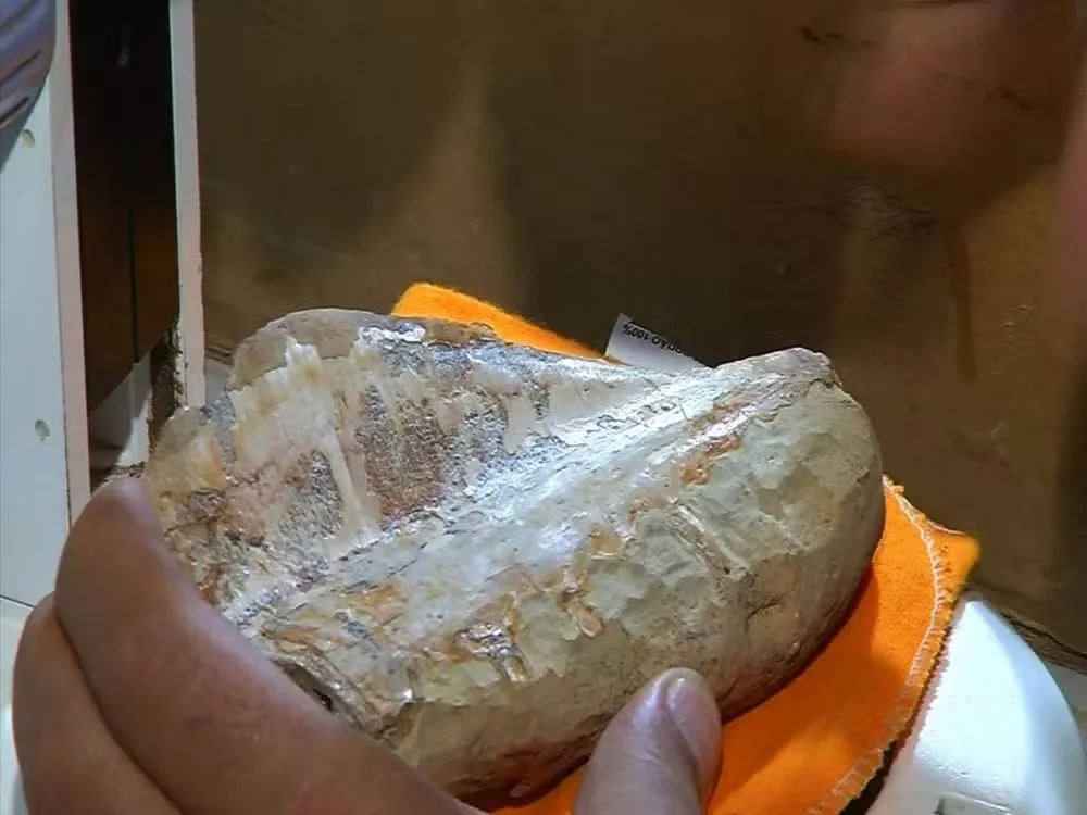 Fósseis Raros do Cariri: Descubra os Segredos do Patrimônio Paleontológico Brasileiro