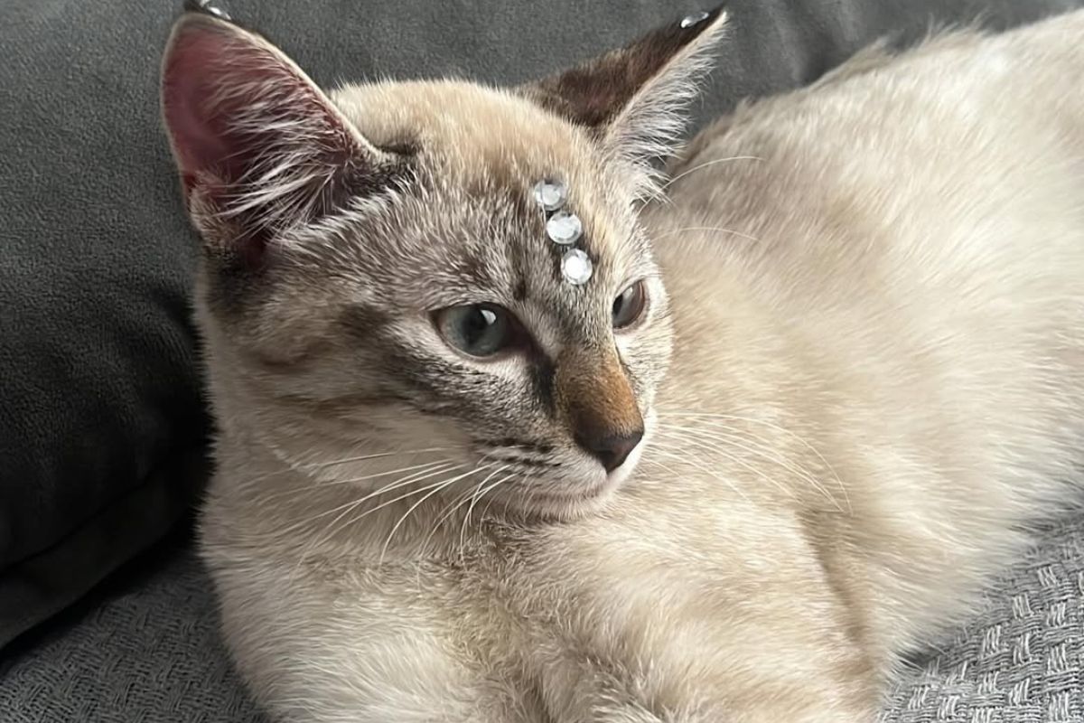 Gata cai em cano e fica 40 horas presa até ser resgatada por bombeiros. Vídeo