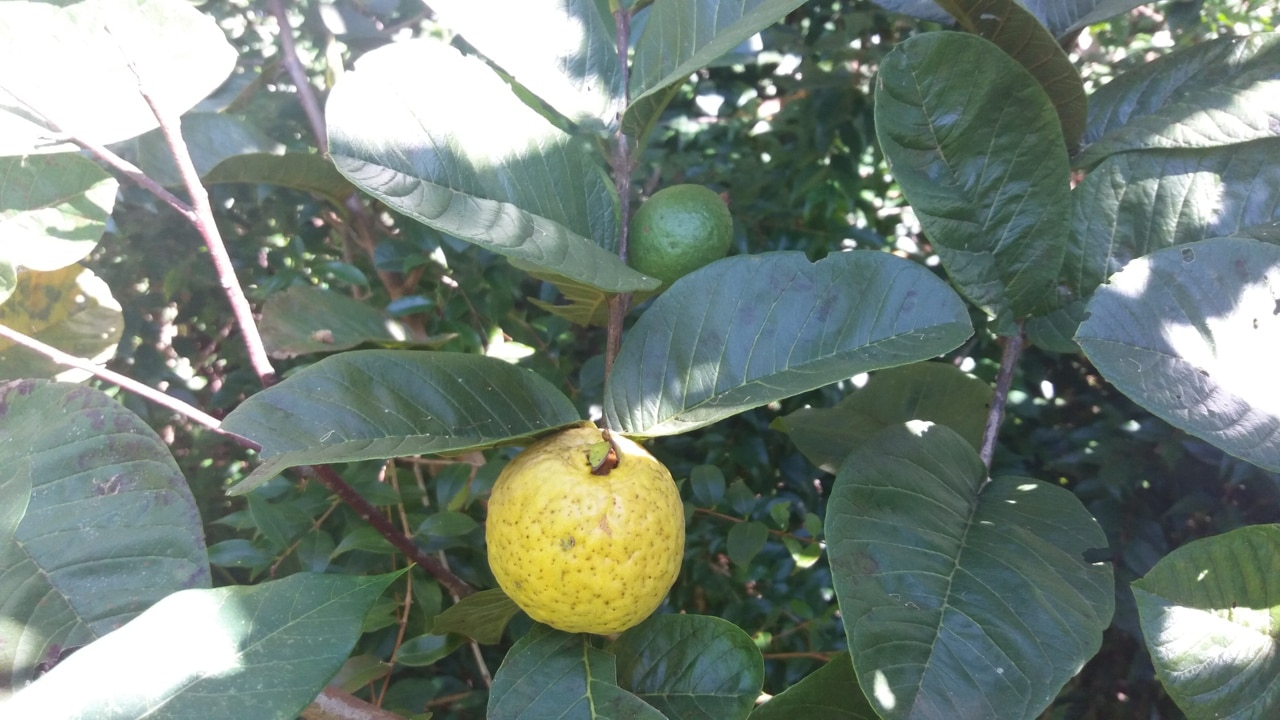 Goiabeira: A Árvore Perfeita para Seu Jardim com Frutos Doces e Florescimento Duplo