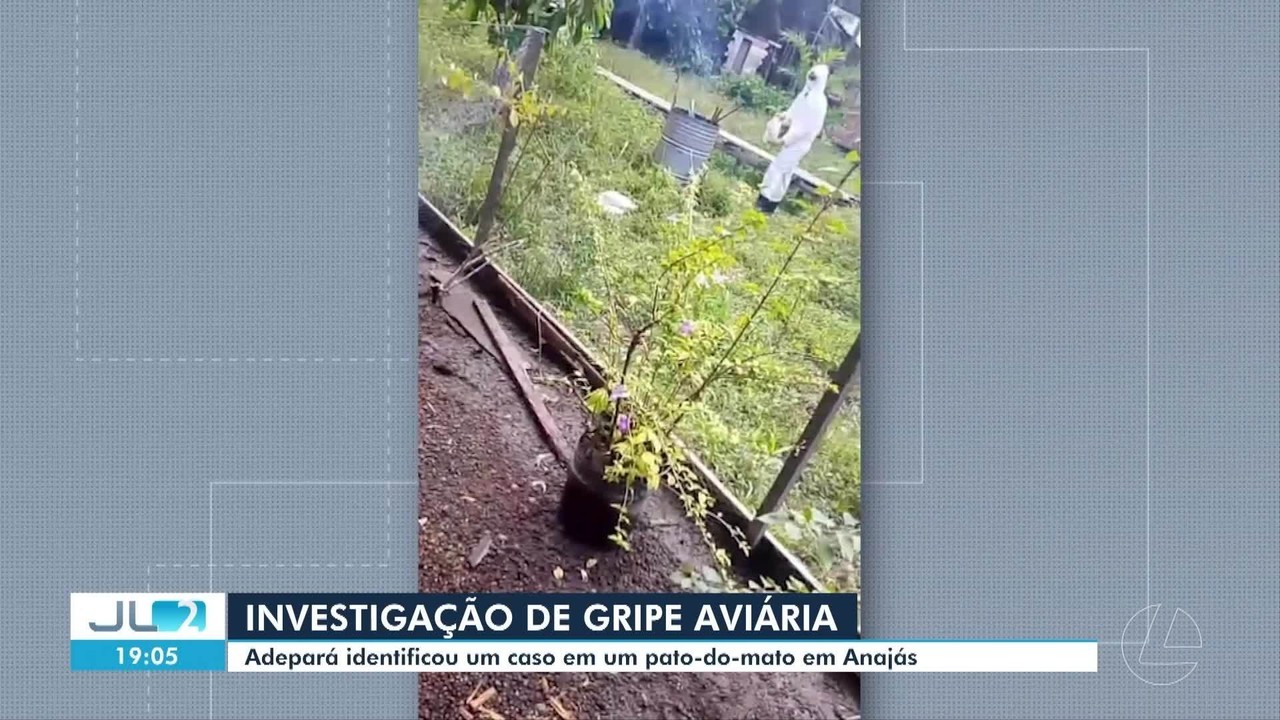 Gripe Aviária: Alerta no Pará! Caso Confirmado em Anajás, no Marajó