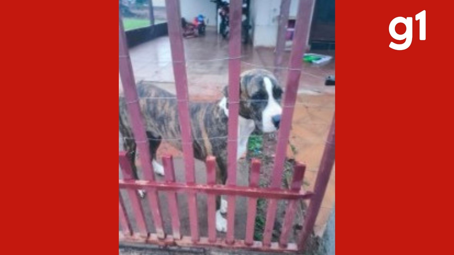 Idoso de 68 anos é preso por suspeita de zoofilia e alega sofrer de 'perda de memória' em 