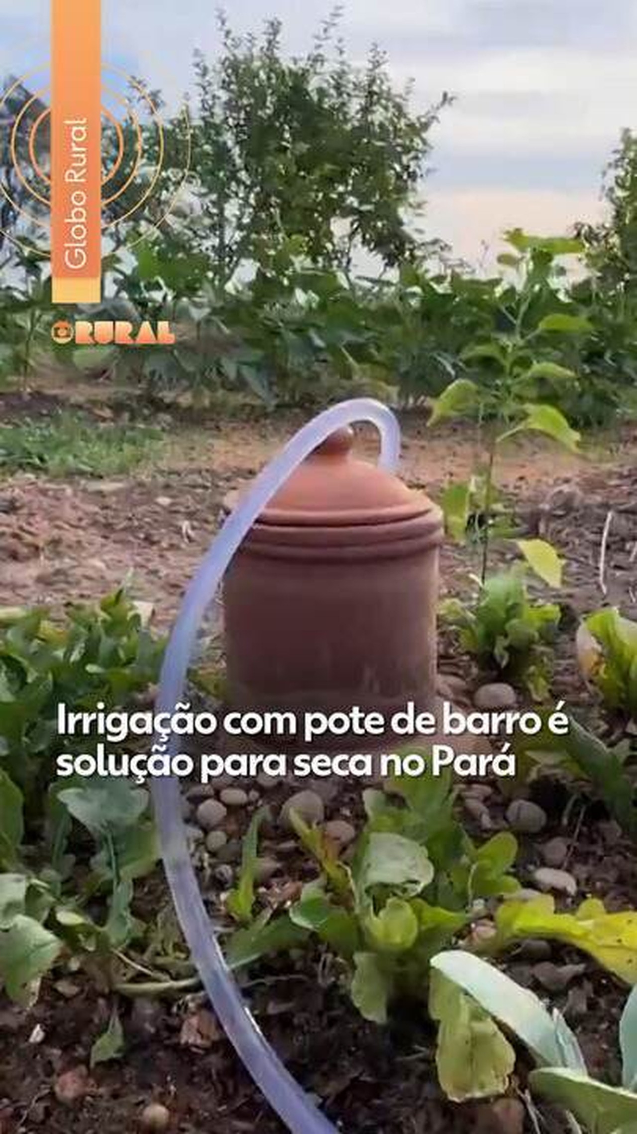 Irrigação com Potes de Barro: A Solução para a Seca no Pará