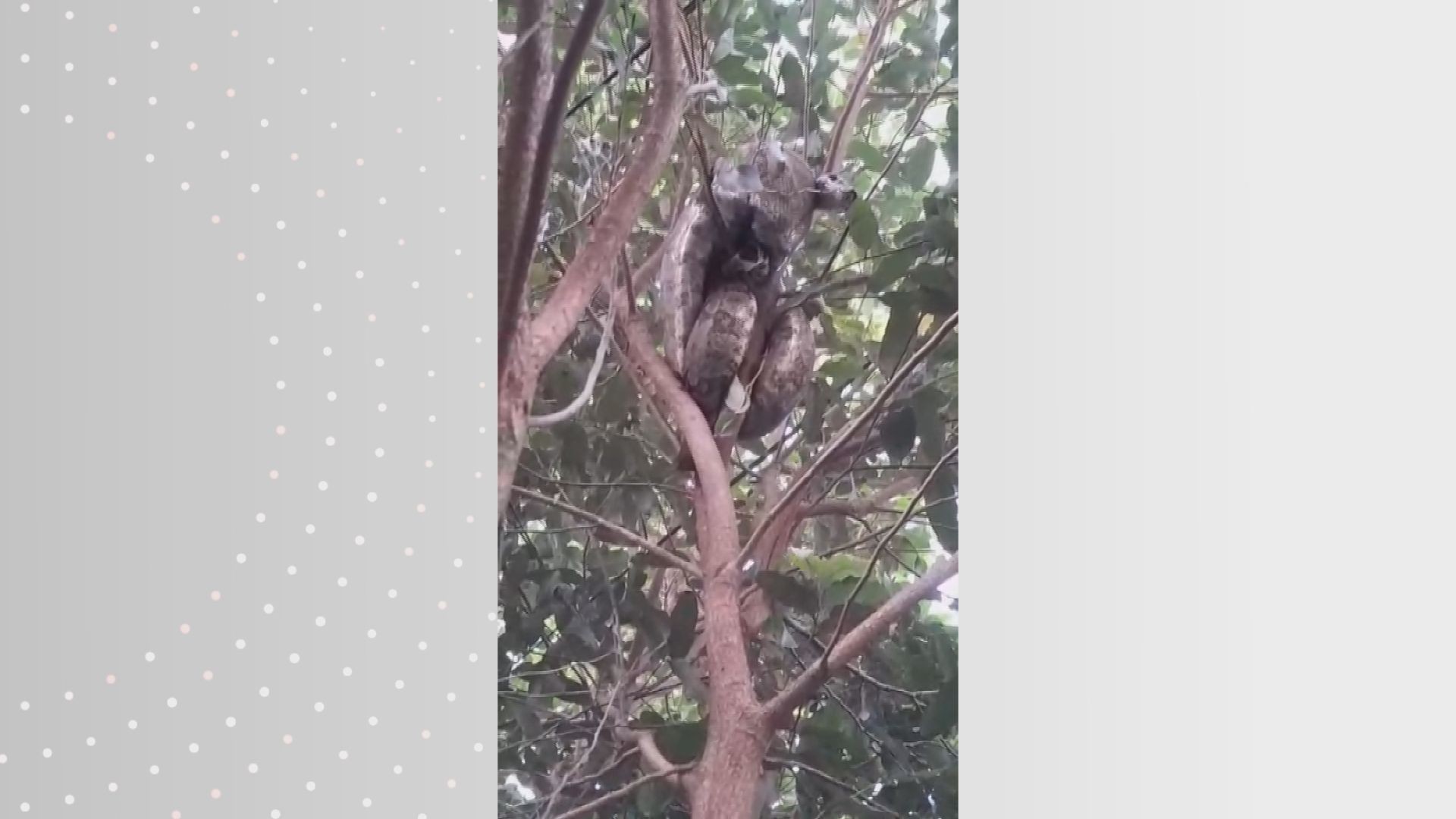 Jiboia de cerca de 2 metros é capturada em árvore em frente à residência no interior de SP