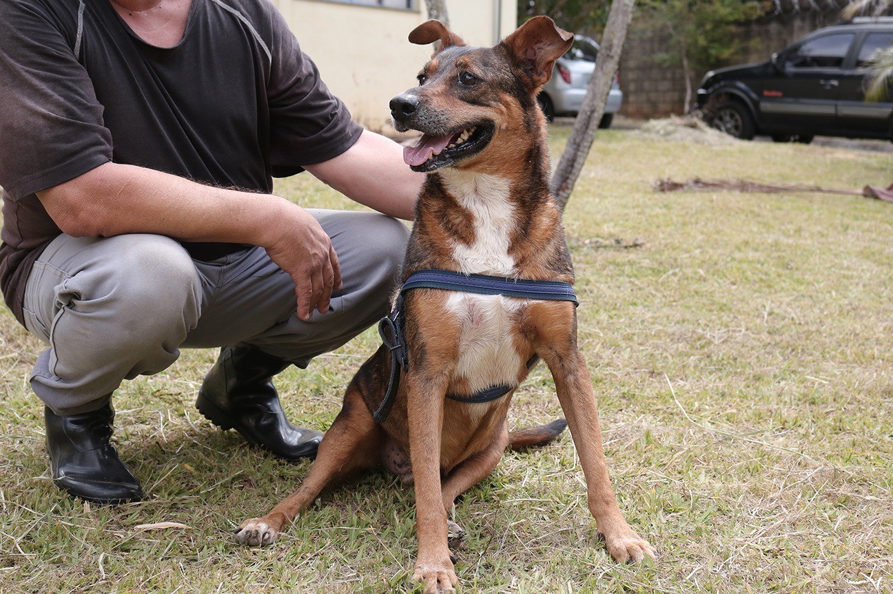 Justiça Decreta: Campo Grande Precisa de Abrigo Público para Animais Abandonados