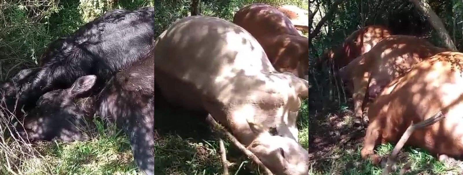 Mais de 25 vacas e bezerros morrem após serem atingidos por raio em SC; prejuízo estimado 