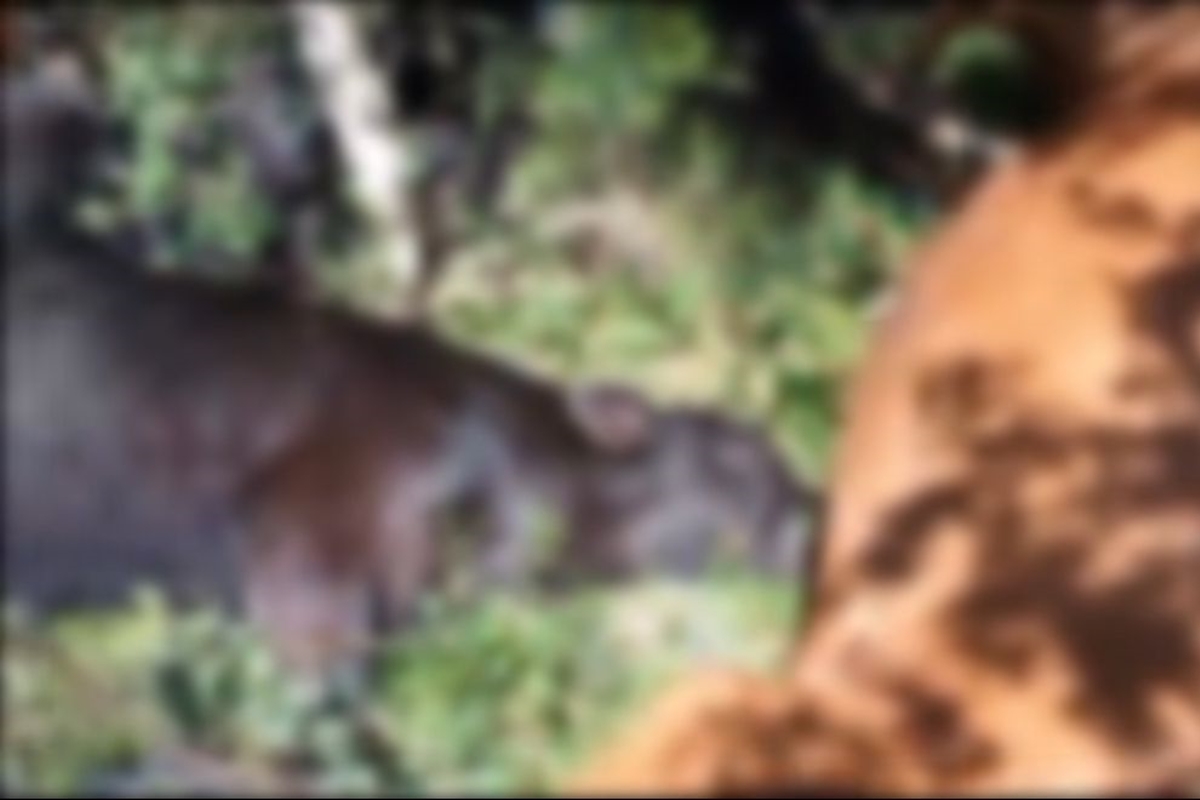 Mais de 25 vacas e bezerros morrem após serem atingidos por raios em SC