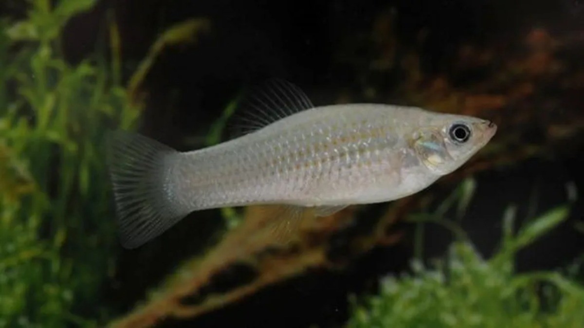 Molínesia-Amazona: O Peixe que Se Reproduz Assexuadamente sem Machos