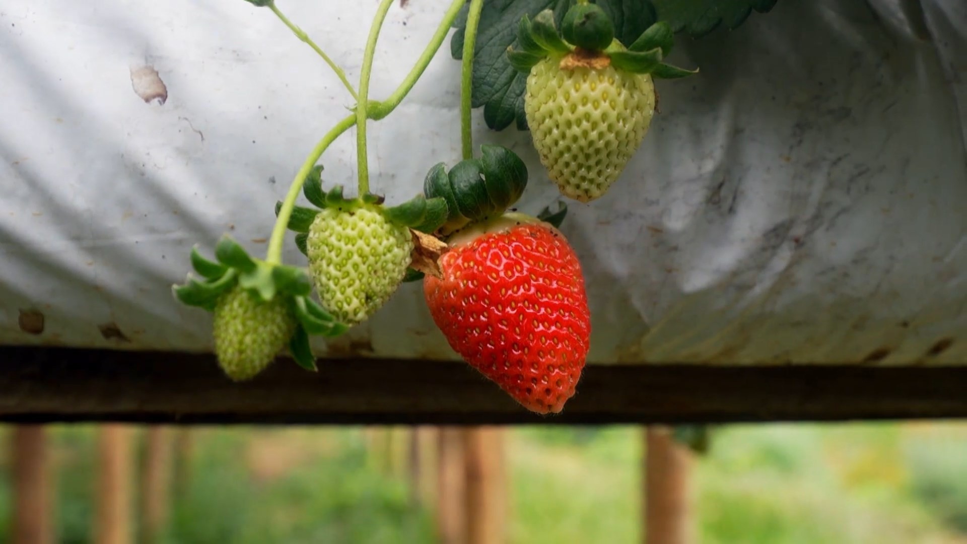 Morango Importado: Custo Baixo Derruba Preços e Ameaça Produtos Capixabas