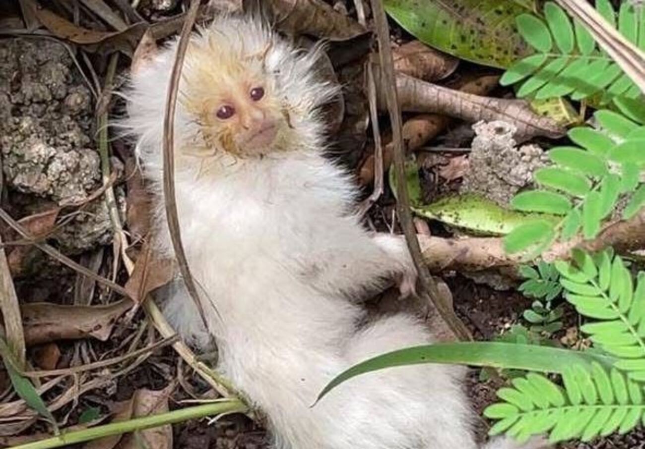 Morre filhote raro de macaco sagui albino resgatado em mata no interior de SP