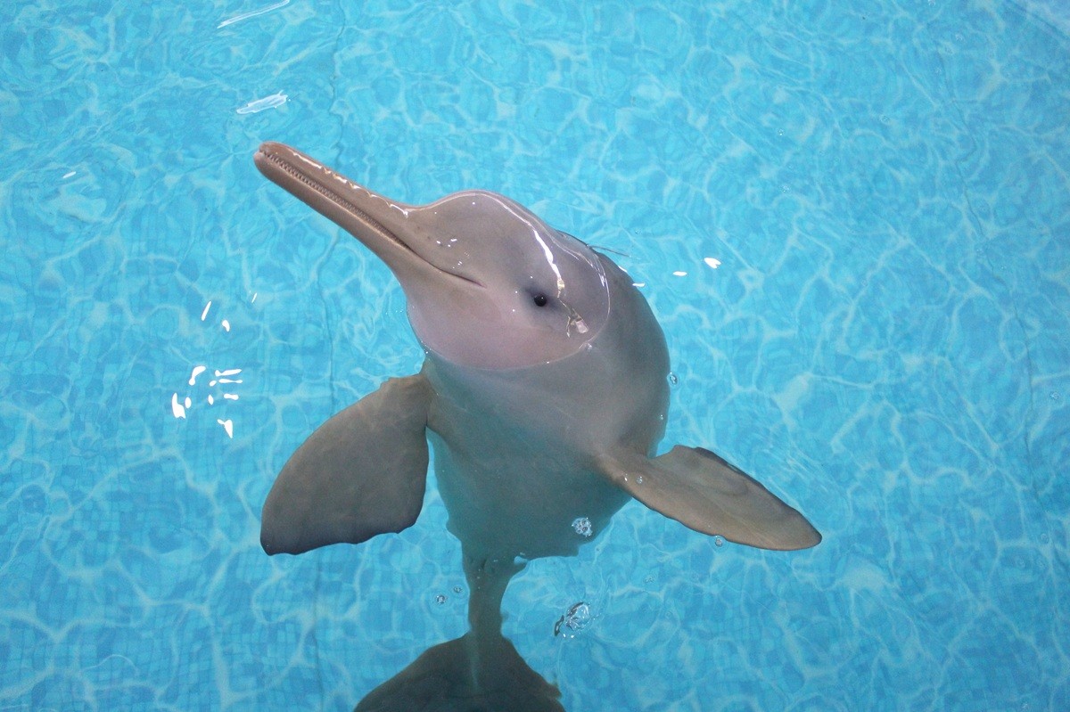 Morre Francisca, toninha que ficou mais de um ano em reabilitação em SC e virou marco na p