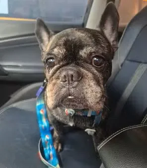 Morte de Cão em Pet Shop de Fortaleza: Tutores Denunciam Negligência