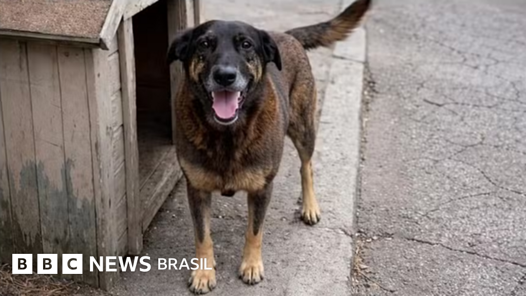 Morte do Cão Orelha: Mistério Desvendado - MP Descarta Envolvimento de Adolescentes