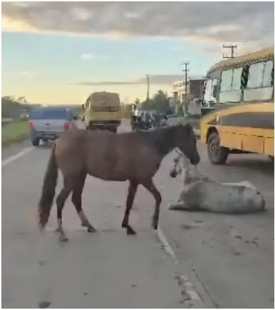 Motociclista Morre em Acidente com Cavalo na CE-010: Veja Detalhes