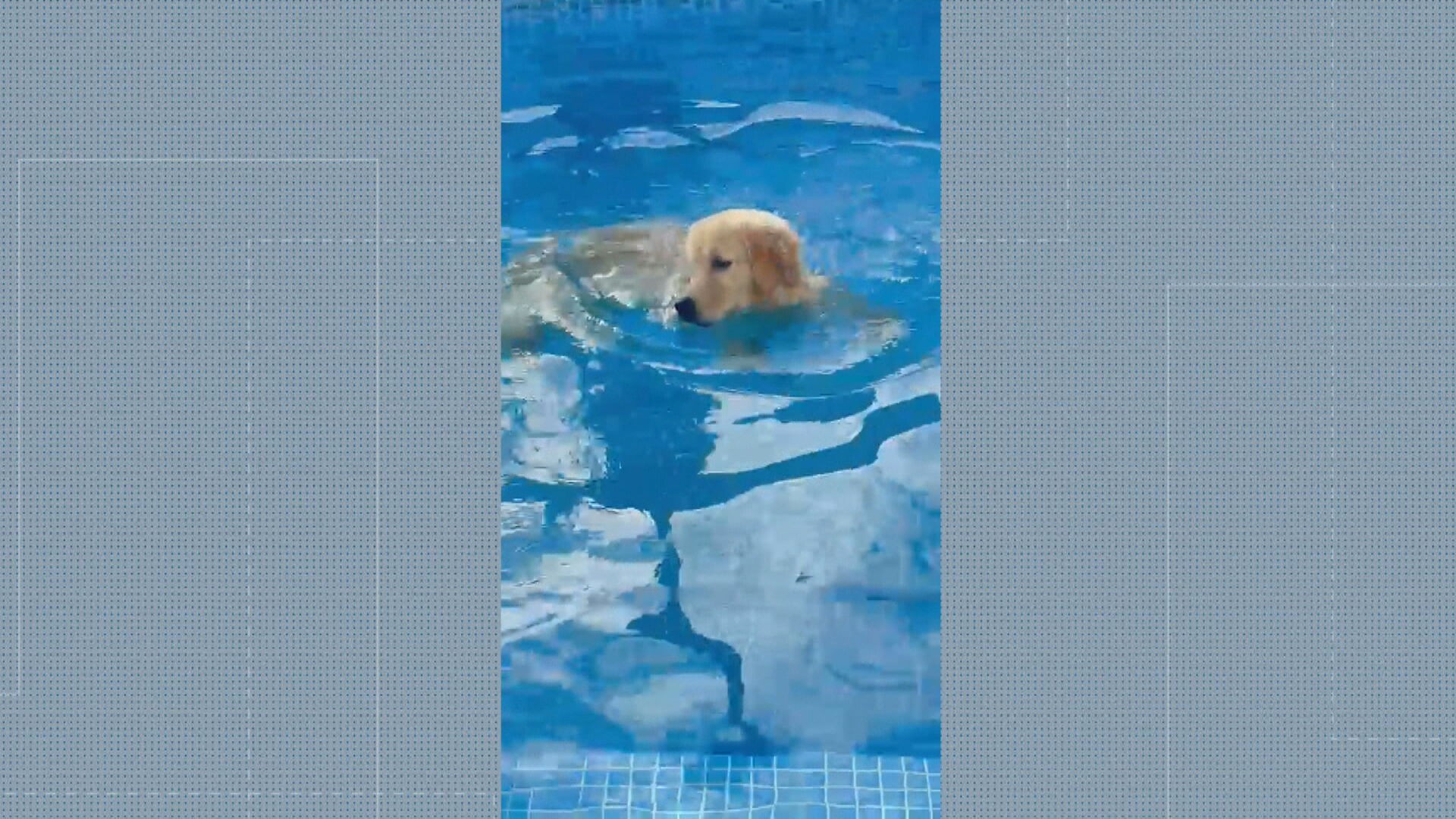 MPRJ denuncia adestrador de hospedagem pet na qual cadela morreu em Guaratiba