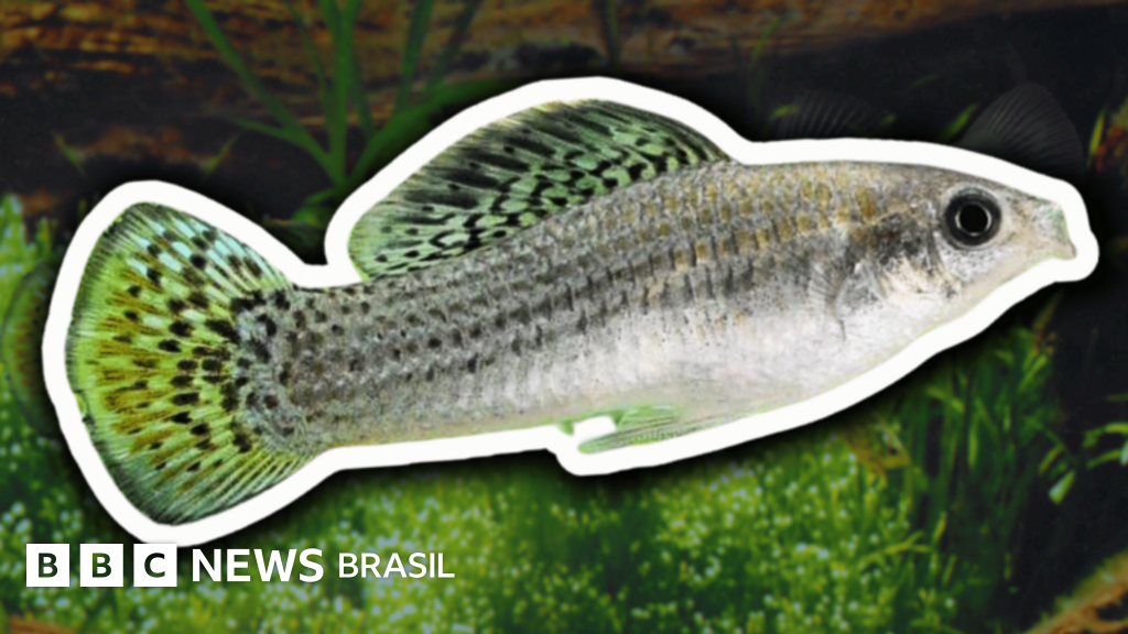 Mudança Genética: Por que a Pequena Molinésia-Amazônica sobrevive sem Sexo há 100 Mil Anos?