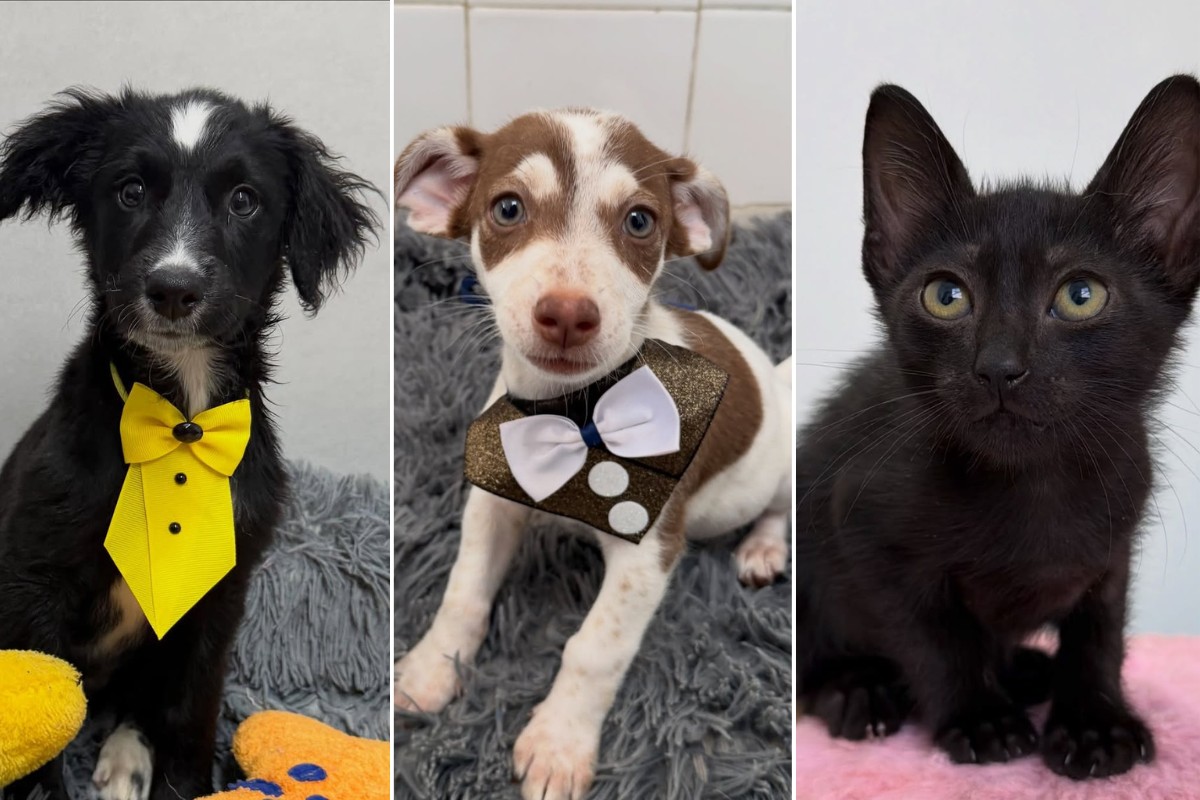 Negligência, maus-tratos e leis falhas refletem cenário de abandono de animais, aponta pre