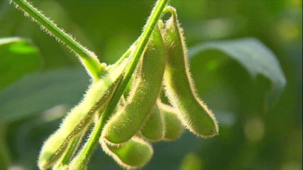 O futuro da agricultura brasileira: conheça a versão nacional de edamame