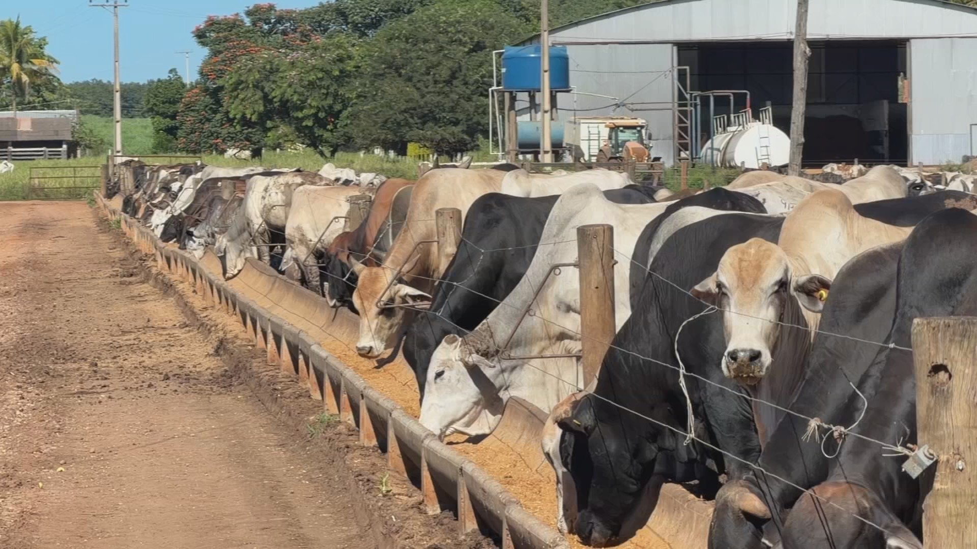 Oferta de Bezerros em Declínio: Custos Sobem para Pecuaristas