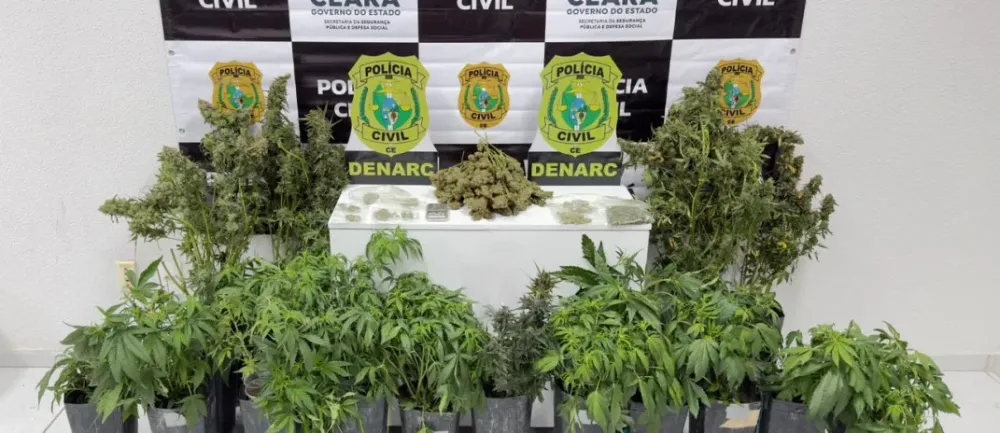 Operação Policial no Ceará: Laboratório de Maconha Fechado e Suspeito Preso