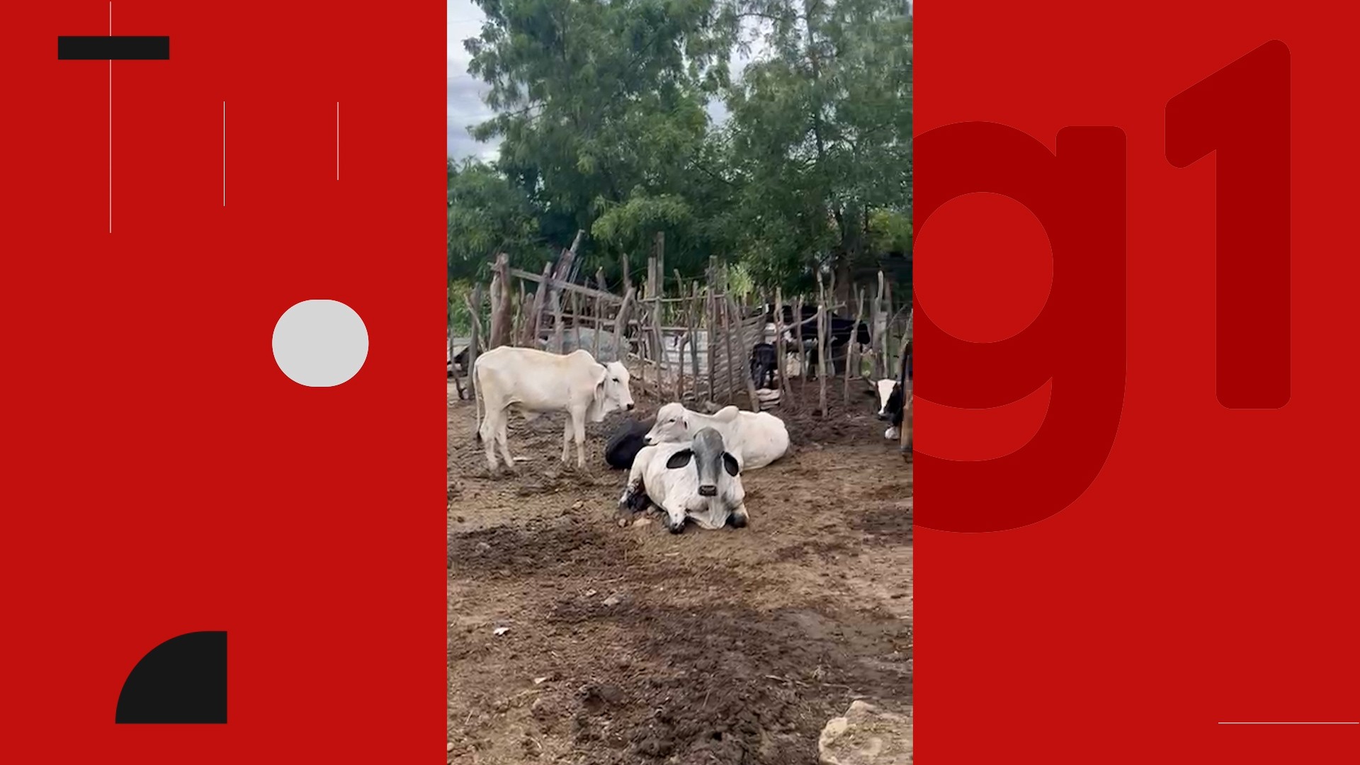 Organização criminosa suspeita de furtar e receptar gado é presa no Agreste da Paraíba