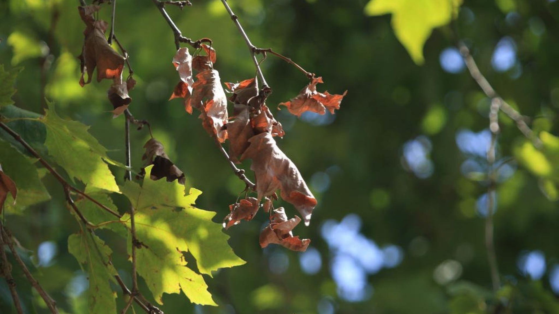 Outono no RS: chuvas fortes, sobe e desce nas temperaturas e risco de inundações