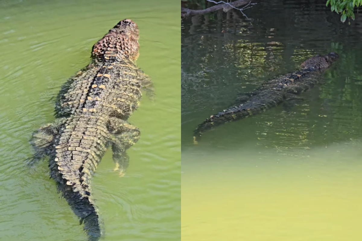 Pescador filma jacaré gigante nadando tranquilo em rio: "De estimação"