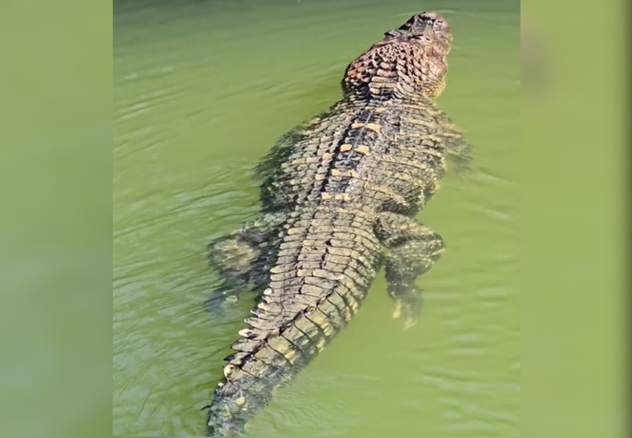 Pescador registra jacaré gigante nadando tranquilo na Ilha do Bananal: 'De estimação'