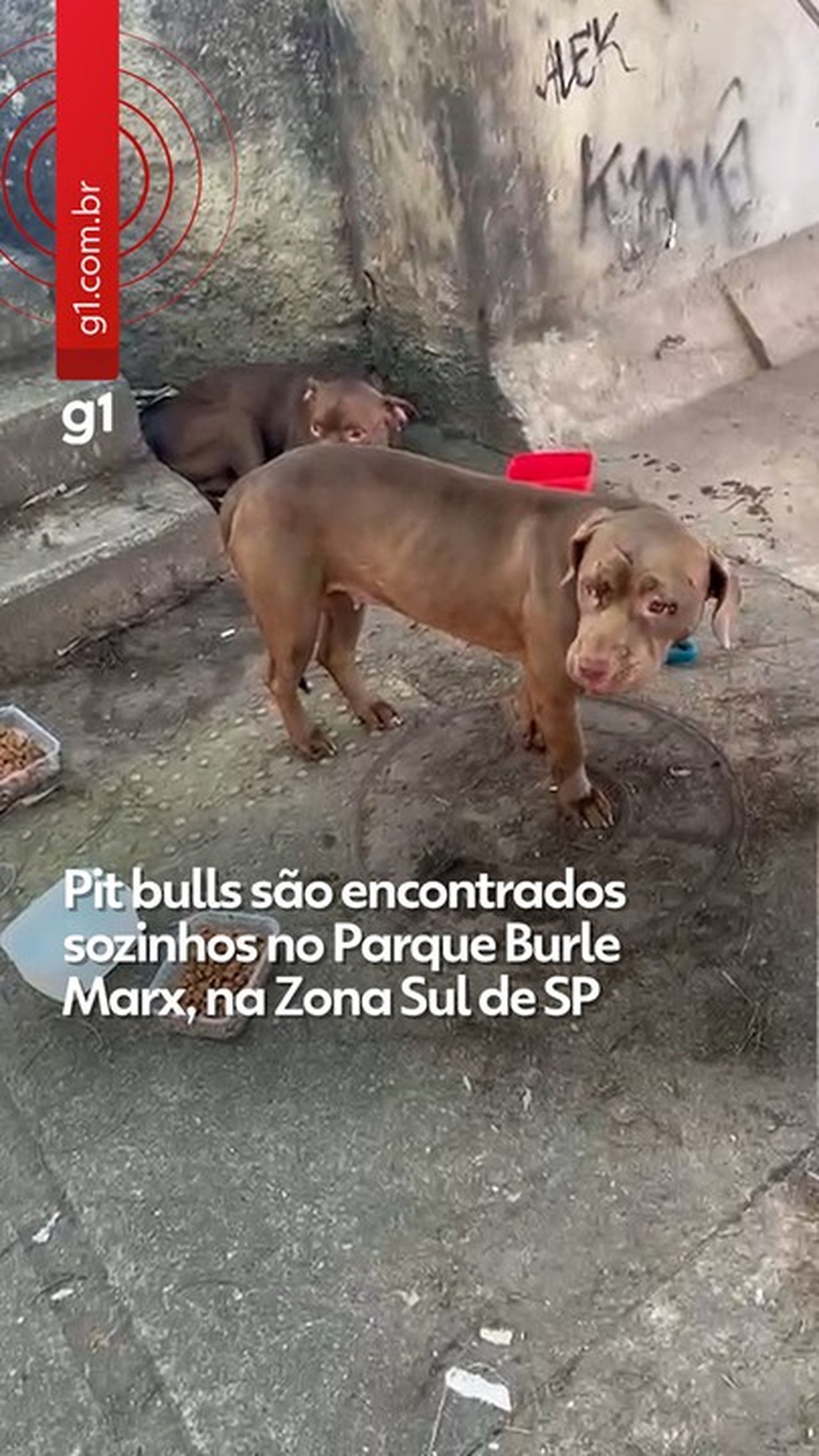 Pit bulls são encontrados sozinhos no Parque Burle Marx, na Zona Sul de SP, e mobilizam aç