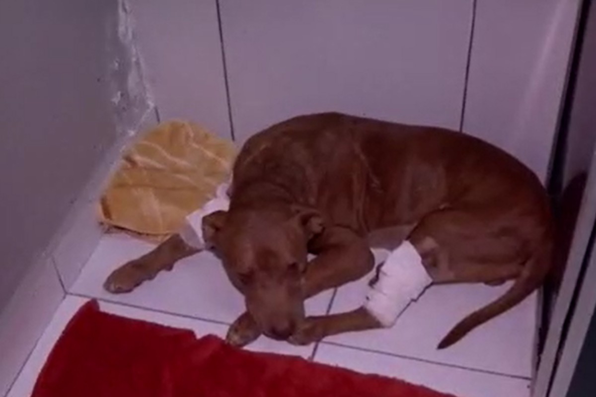 Pitbull enterrado vivo recebe nome de Vivente e pode ser adotado pelo denunciante em MT