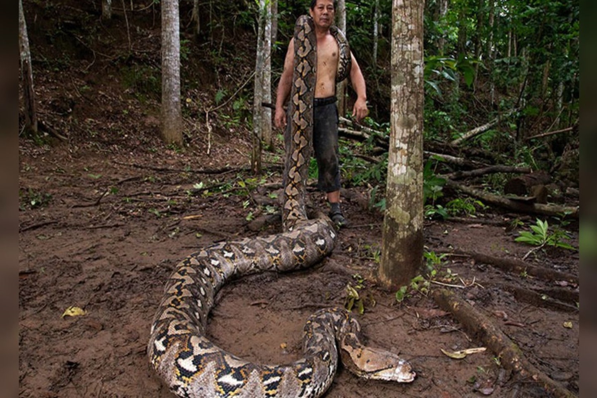 Píton de mais 7 metros entra no Guinness como a maior cobra selvagem