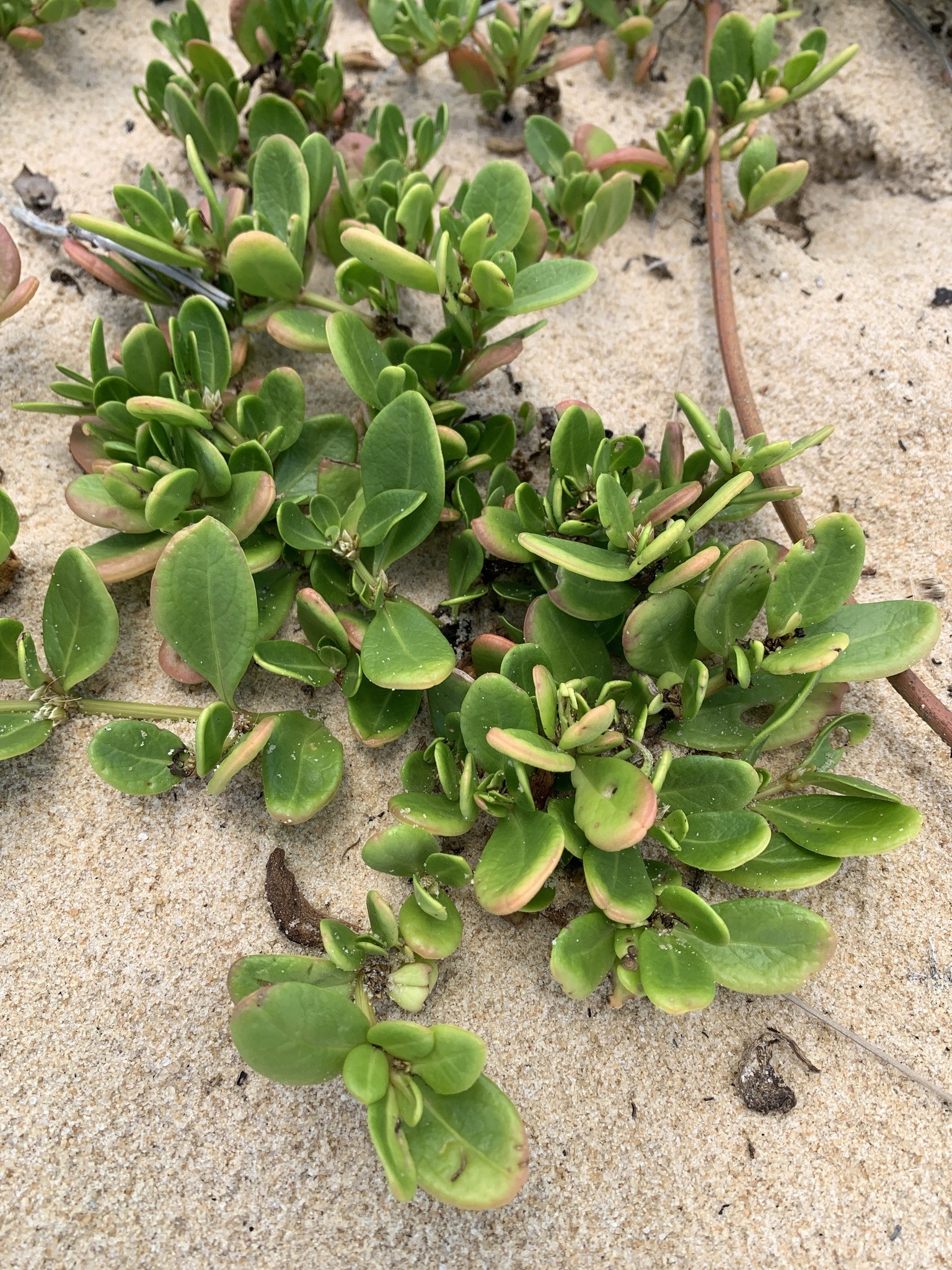 Planta do litoral brasileiro tem eficácia medicinal comprovada em novo estudo
