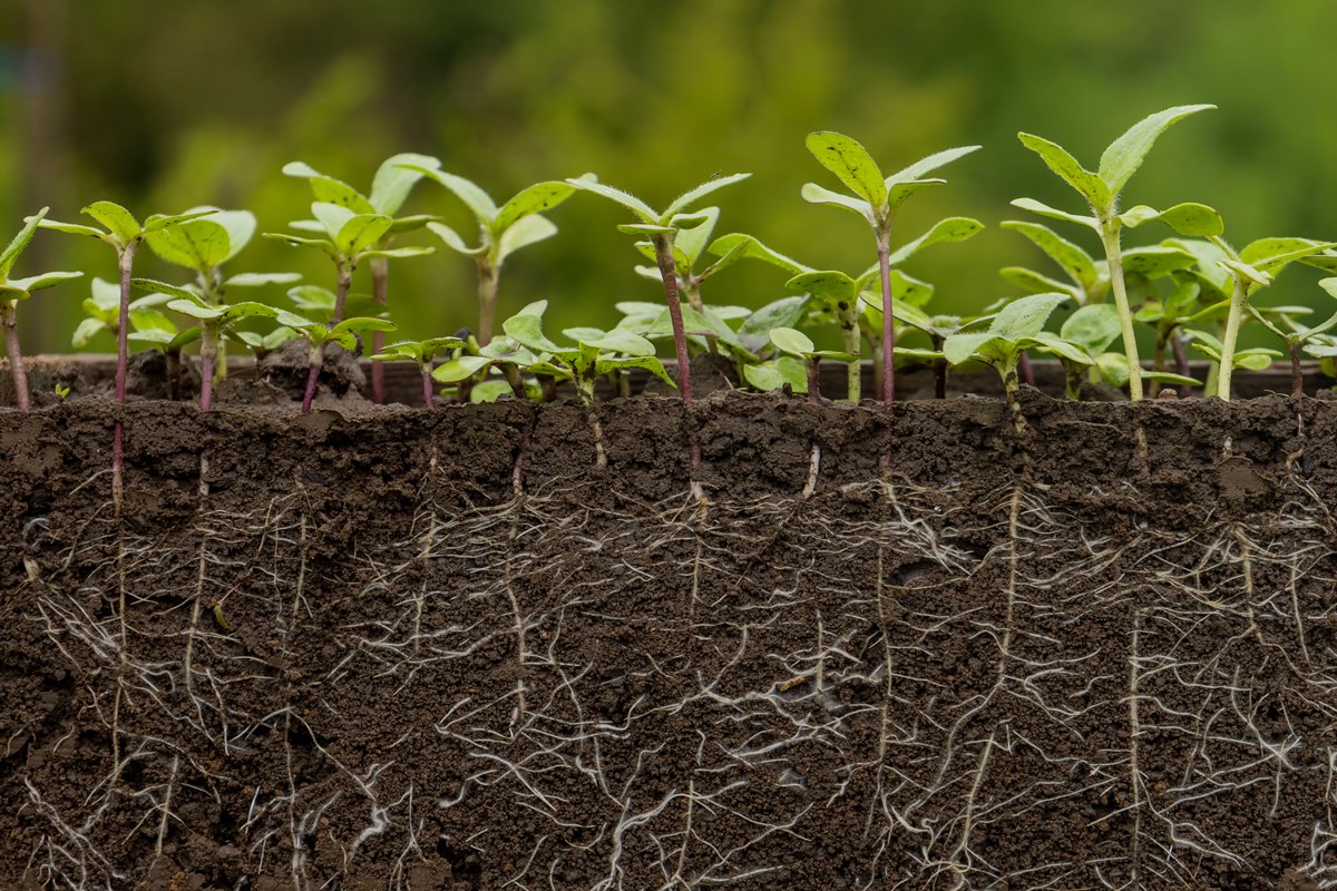 Plantas não absorvem tanto CO2 quanto se acreditava, indica estudo