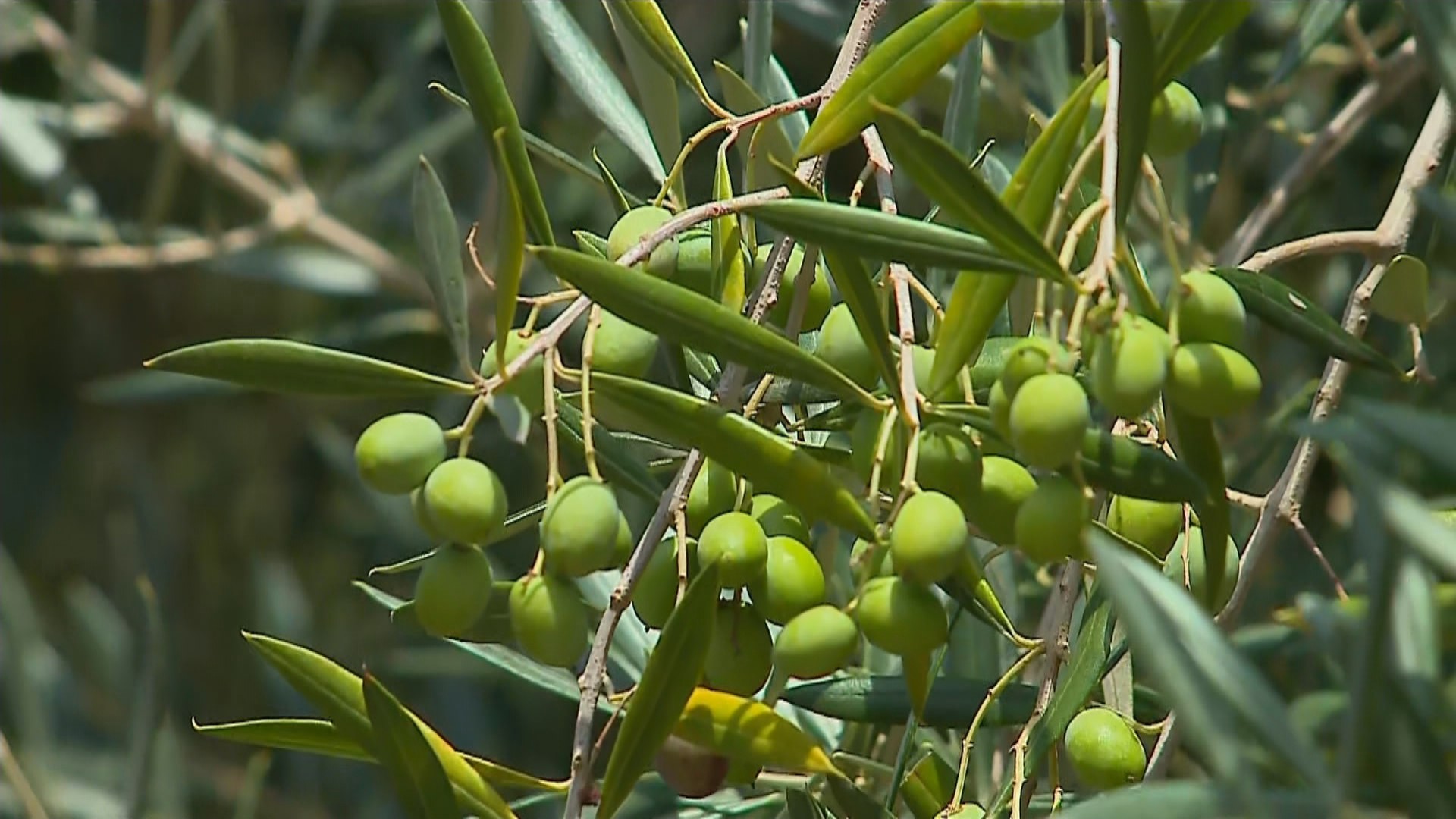 Planter Oliveiras: Crie um Jardim de Sucesso com Dicas Épicas