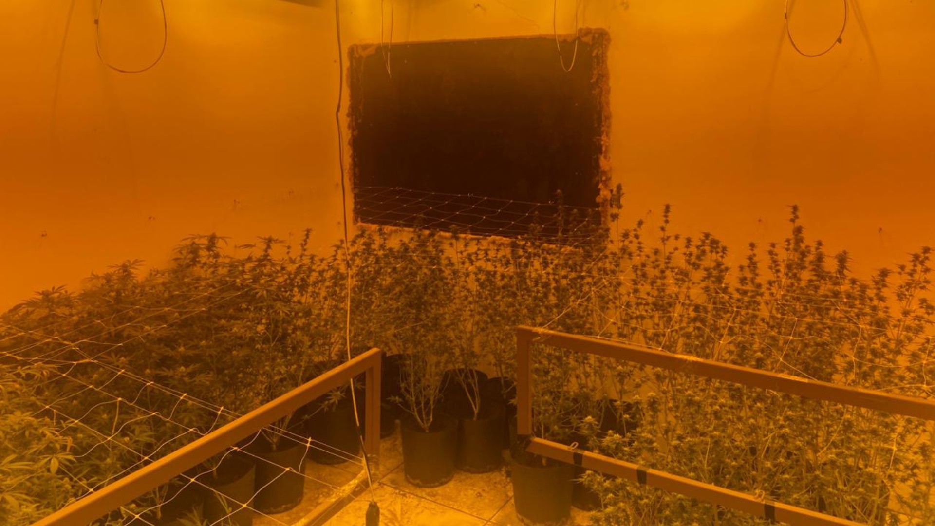 Polícia descobre laboratório de maconha com estufa profissional em Timóteo