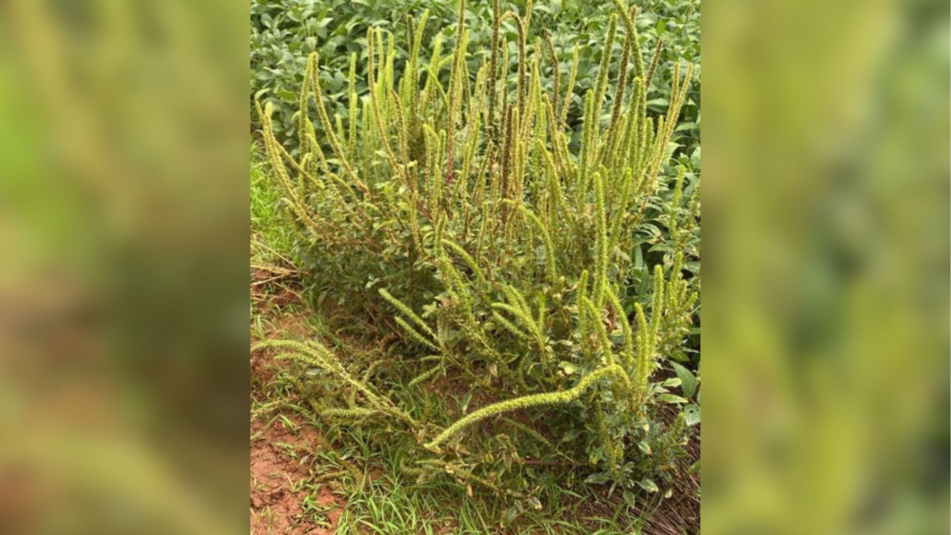 Praga caruru-palmeri é encontrada pela primeira vez no estado de São Paulo