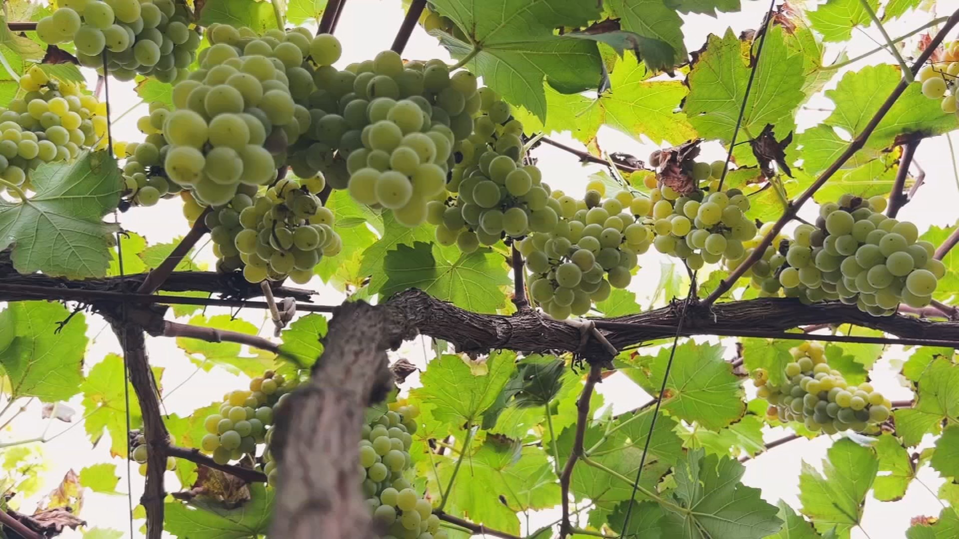 Produção de Vinho em São Roque: A Uva BRS Lorena Ganha Popularidade