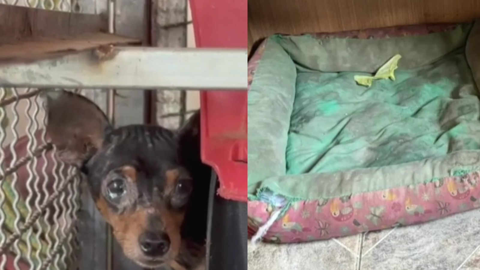 Quatro dos 10 cachorros resgatados em canil clandestino testam positivo para leishmaniose 