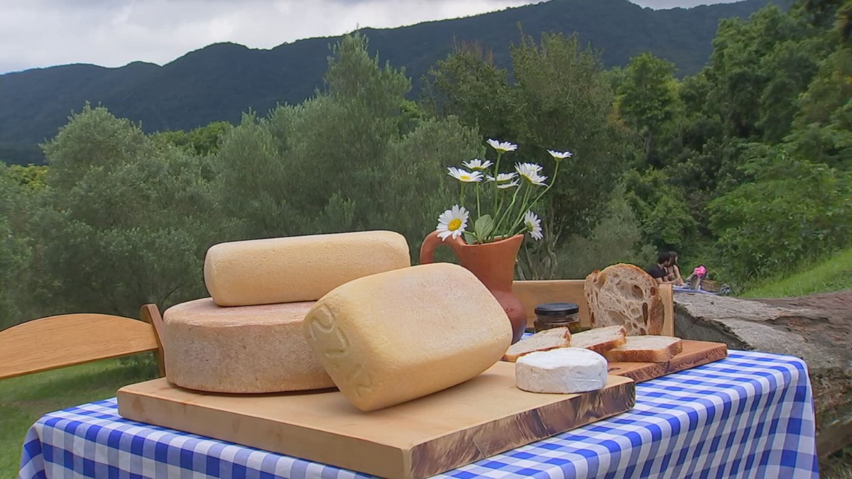 Queijos Artisanais na Zona Rural: Sabor e Qualidade em São Paulo