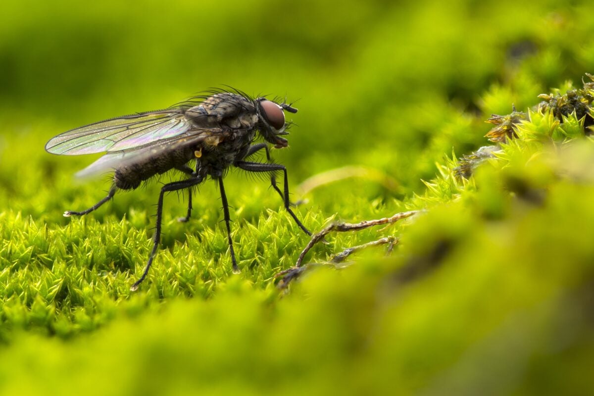 Repelentes Naturais: A Planta que as Moscas Odeiam e Você Deve Ter em Casa