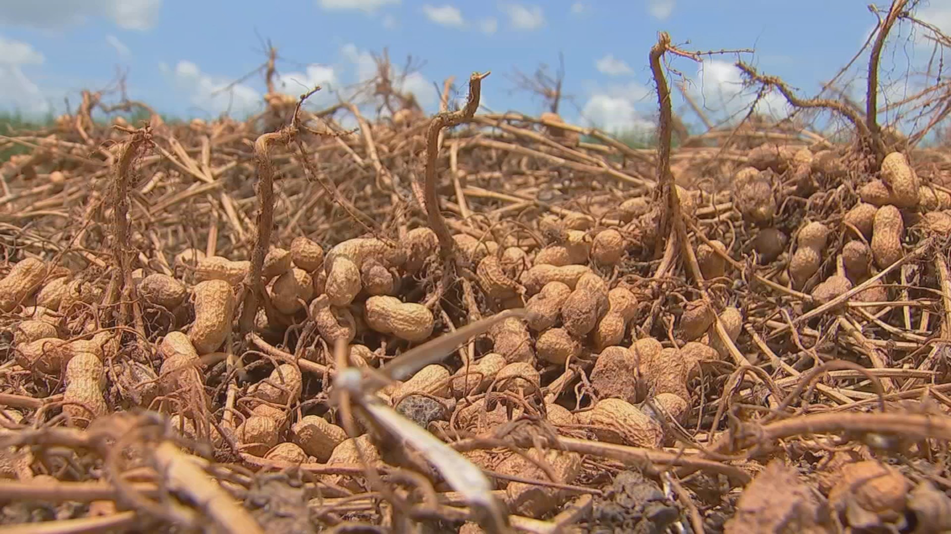 Safra de Amendoim em Recuperação: Produtores Veem Melhoria Após Estiagem em 2025
