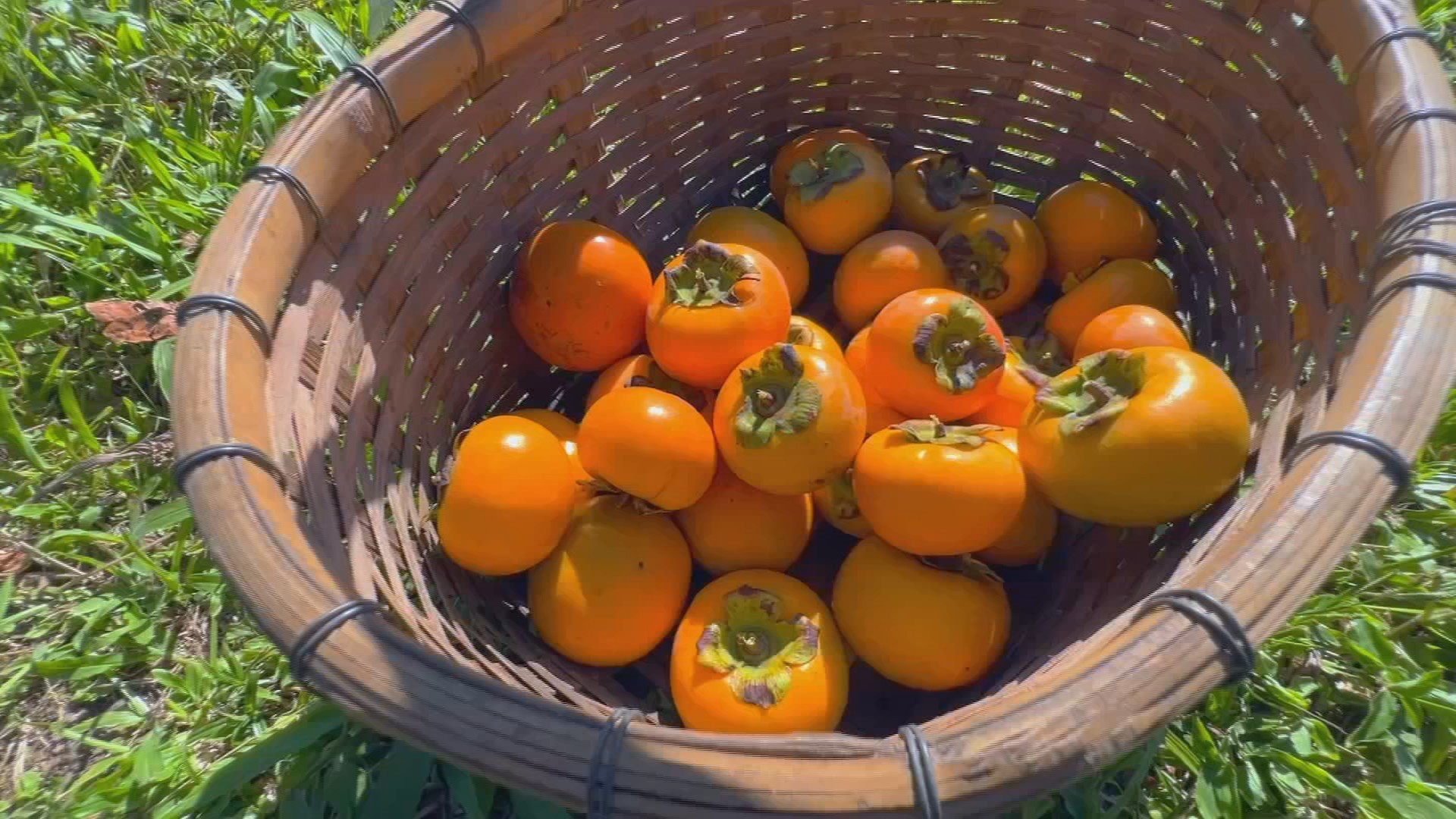 Safra de Caqui no Interior de SP: Conheça a Tradição de 70 Anos que Está Impulsionando o Turismo Rural